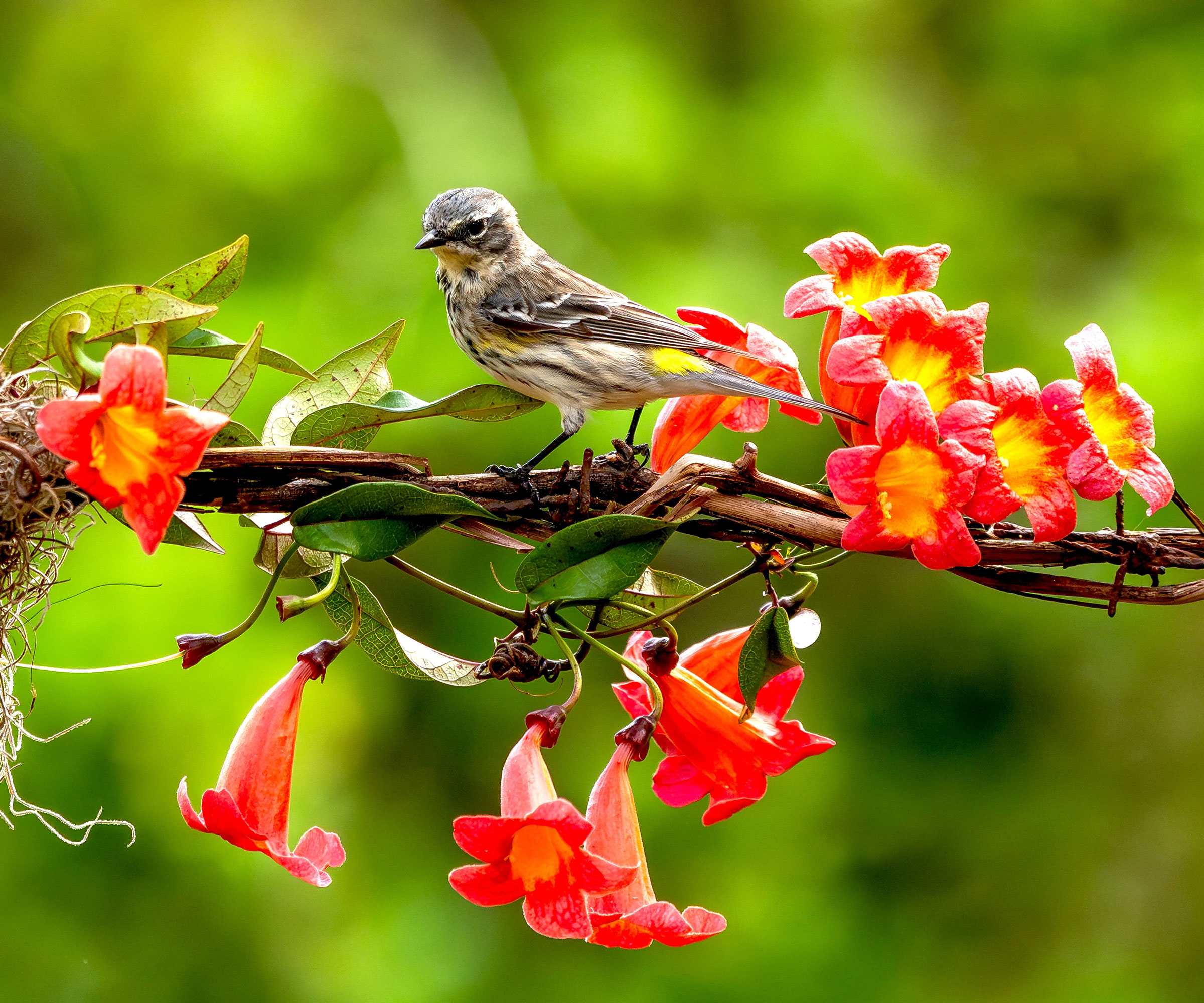 warbler sitting on branch covered in coral trumpet honeysuckle