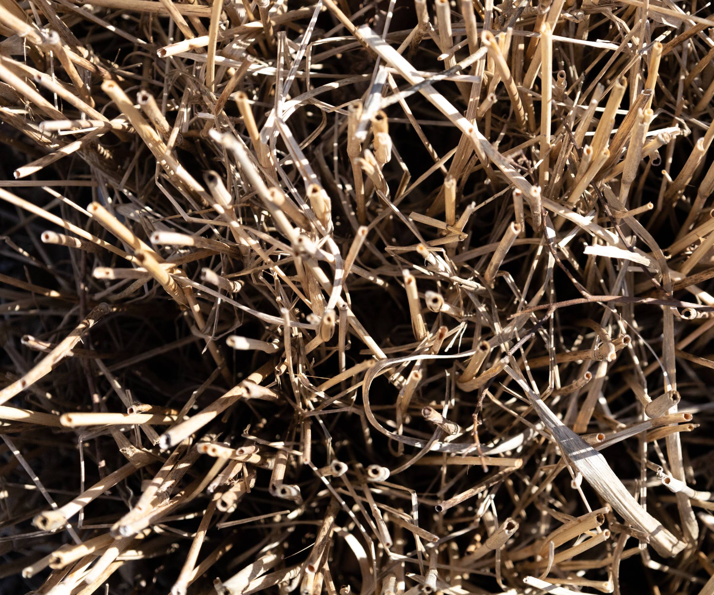 Bird's eye view of dead plant stalks
