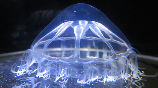 A translucent jellyfish with blue bioluminescence.