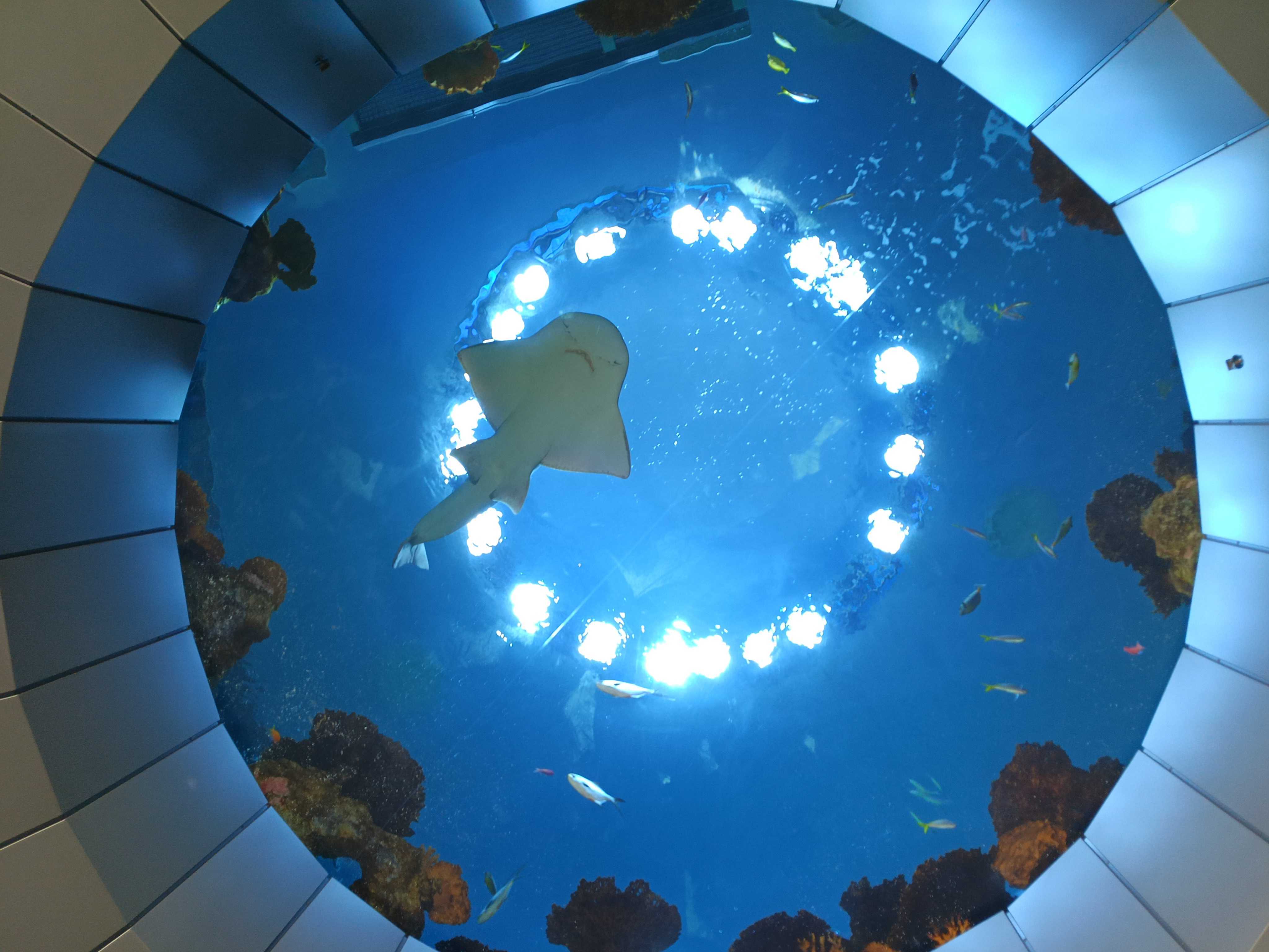 A circular view of an aquarium with fish and a shark