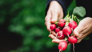 A woman holds some freshly dug up radishes