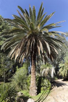 Large Canary Island Palm Tree