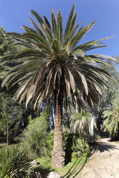 Date Palm Growing - How To Care For A Date Palm Tree