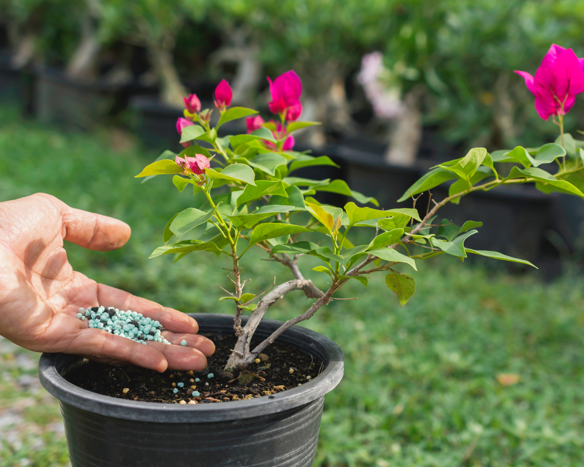 hand fertilizing potted bougainvillea