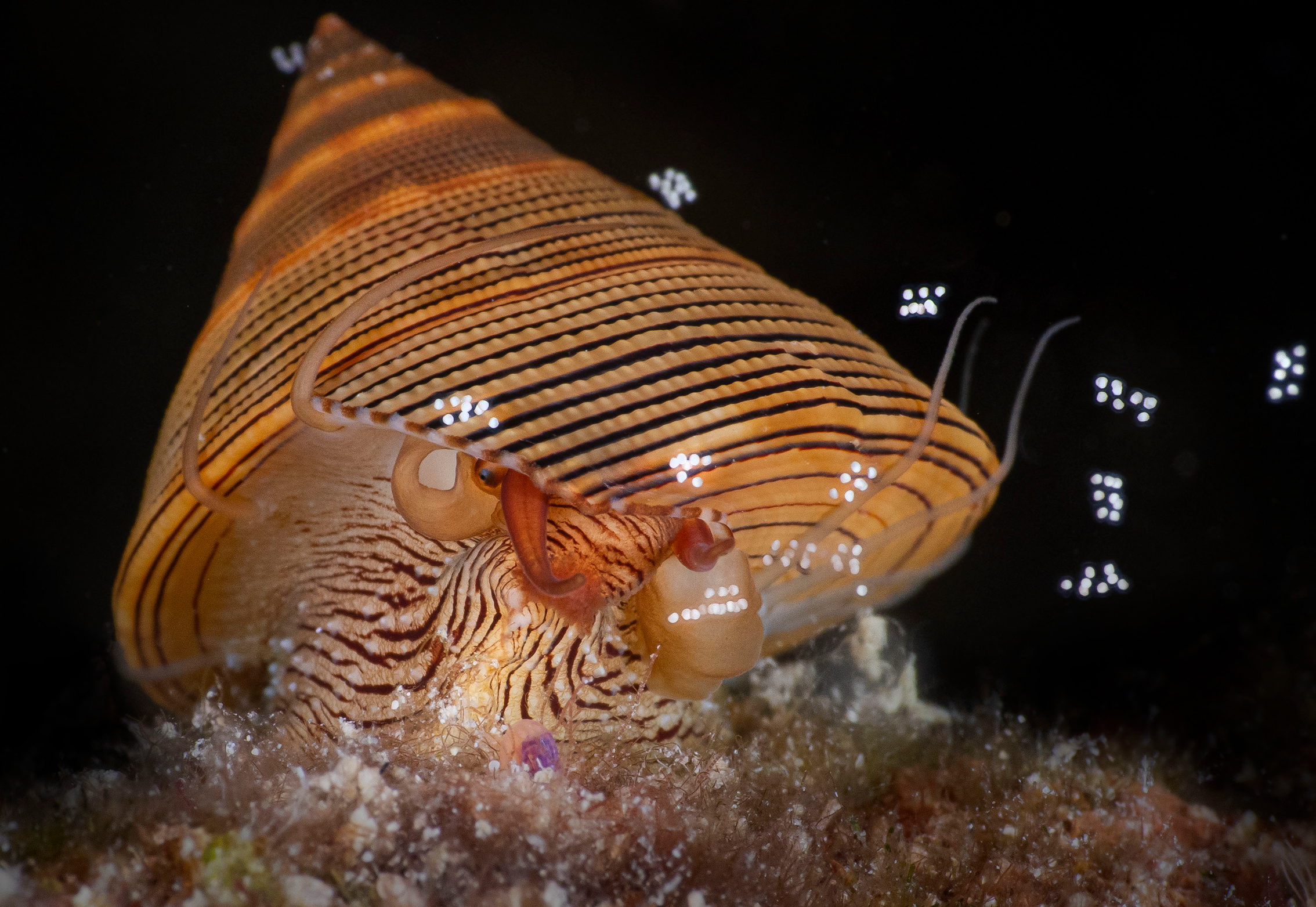 A chambered nautilus with a ridged orange shell and delicate tentacles crawls across the seafloor, creating a mysterious underwater scene