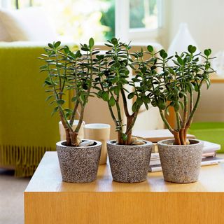 cement potted jade plants on wooden table