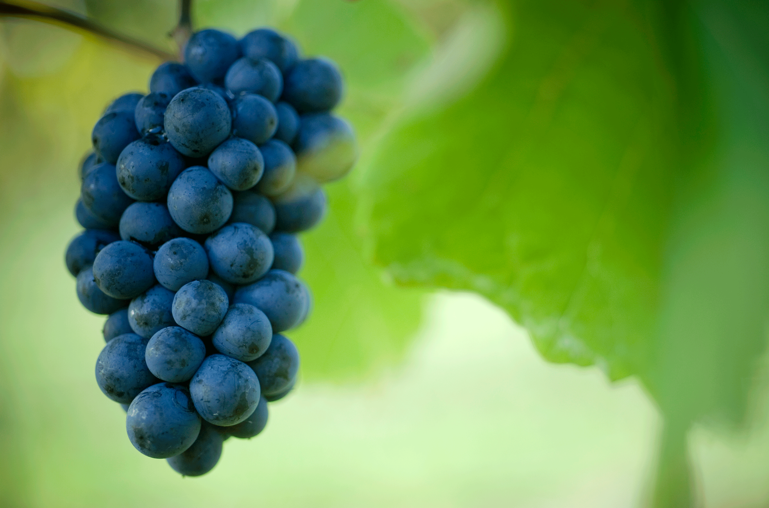 Pinot Noir grapes at Palliser Vineyard