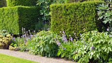 best hedging plants - clipped yew hedges in an English garden