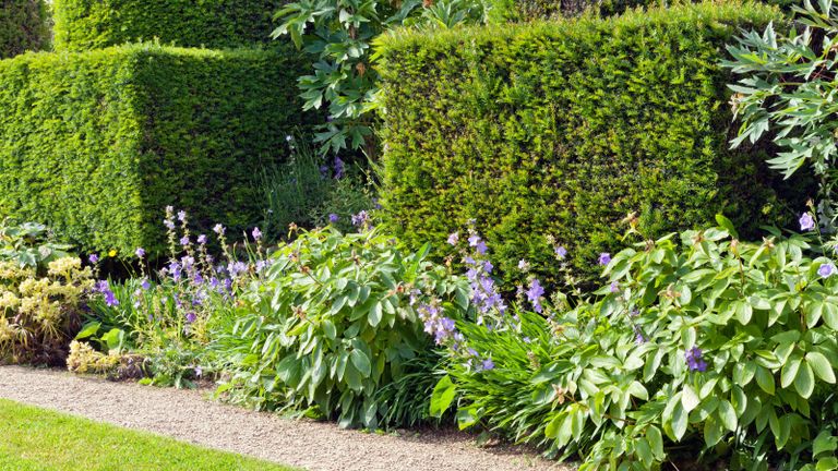 best hedging plants - clipped yew hedges in an English garden