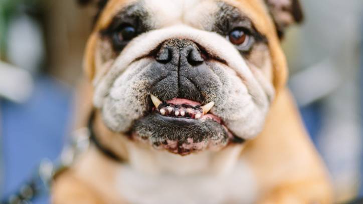 Why are my dog’s teeth chattering? Vet's guide to causes | PetsRadar