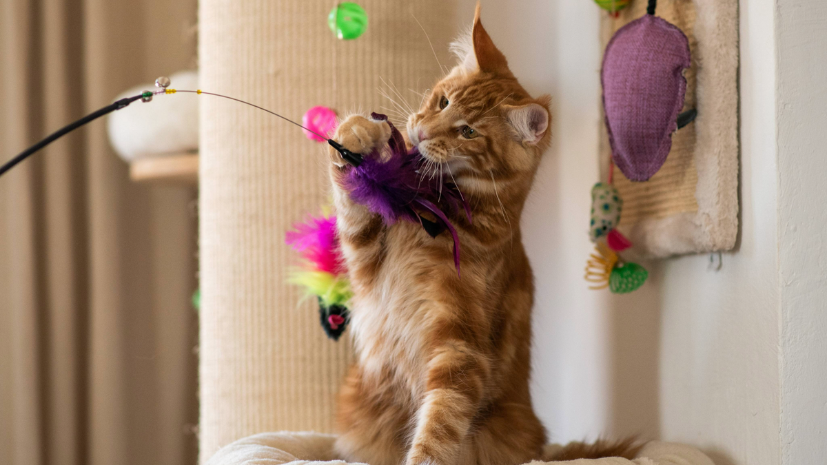 Maine Coon cat playing with a teaser toy