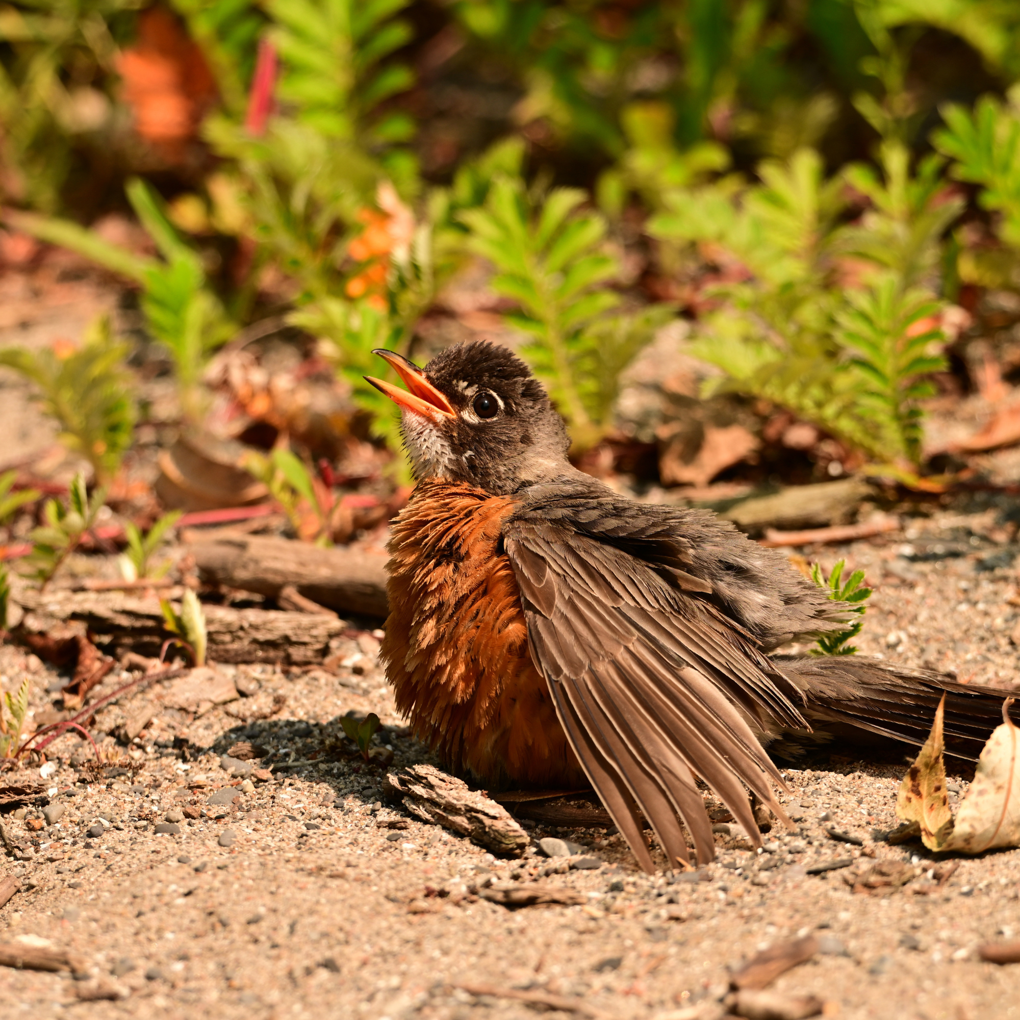 Panting American Robin.