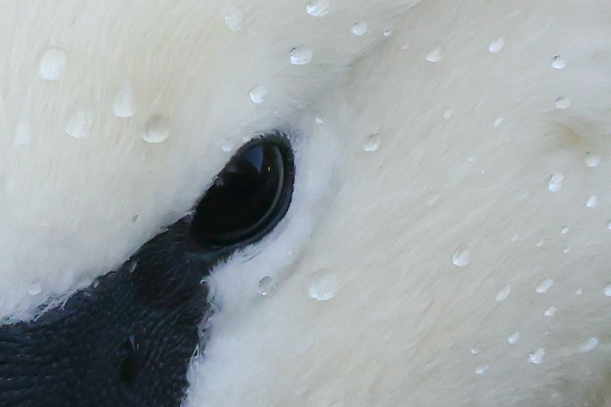 A photo of a swan taken on a Canon EOS R5 Mark II camera.