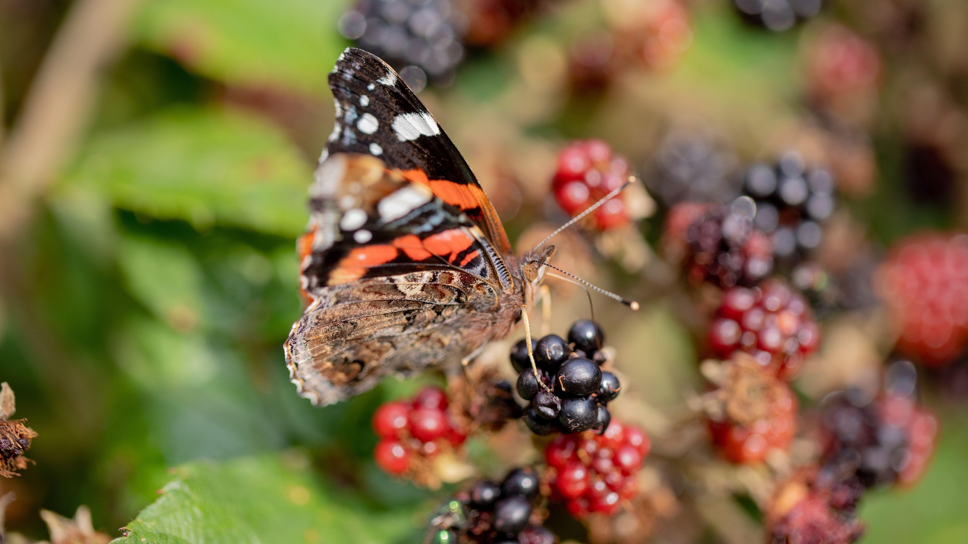 Red Admiral Butterfly feeding on blackberry