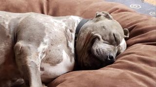 Pit Bull smiling