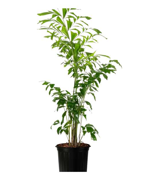 Fish Tail Palm, Caryota Mitis, Privacy Tree