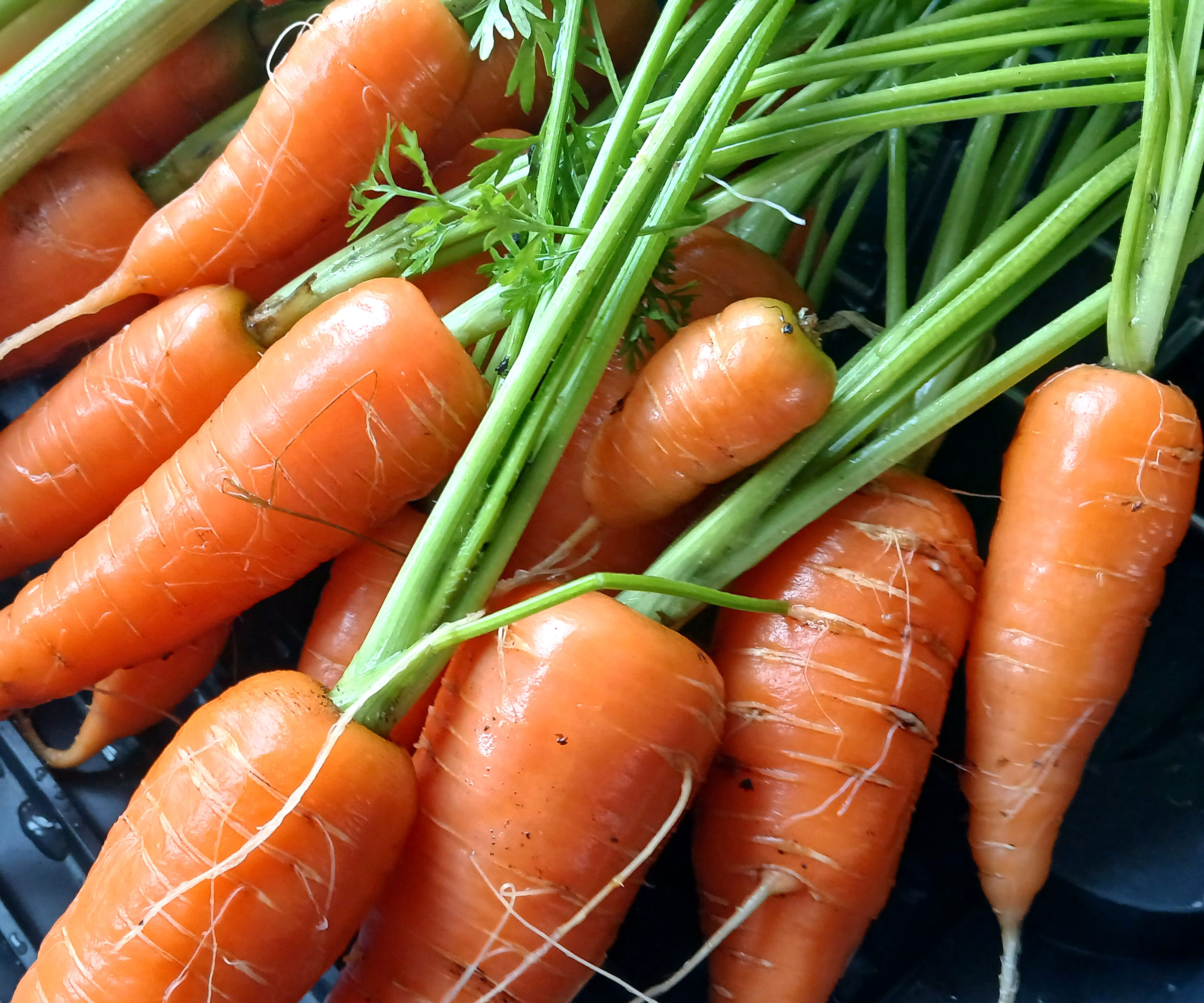 baby carrot harvest with green stems attached