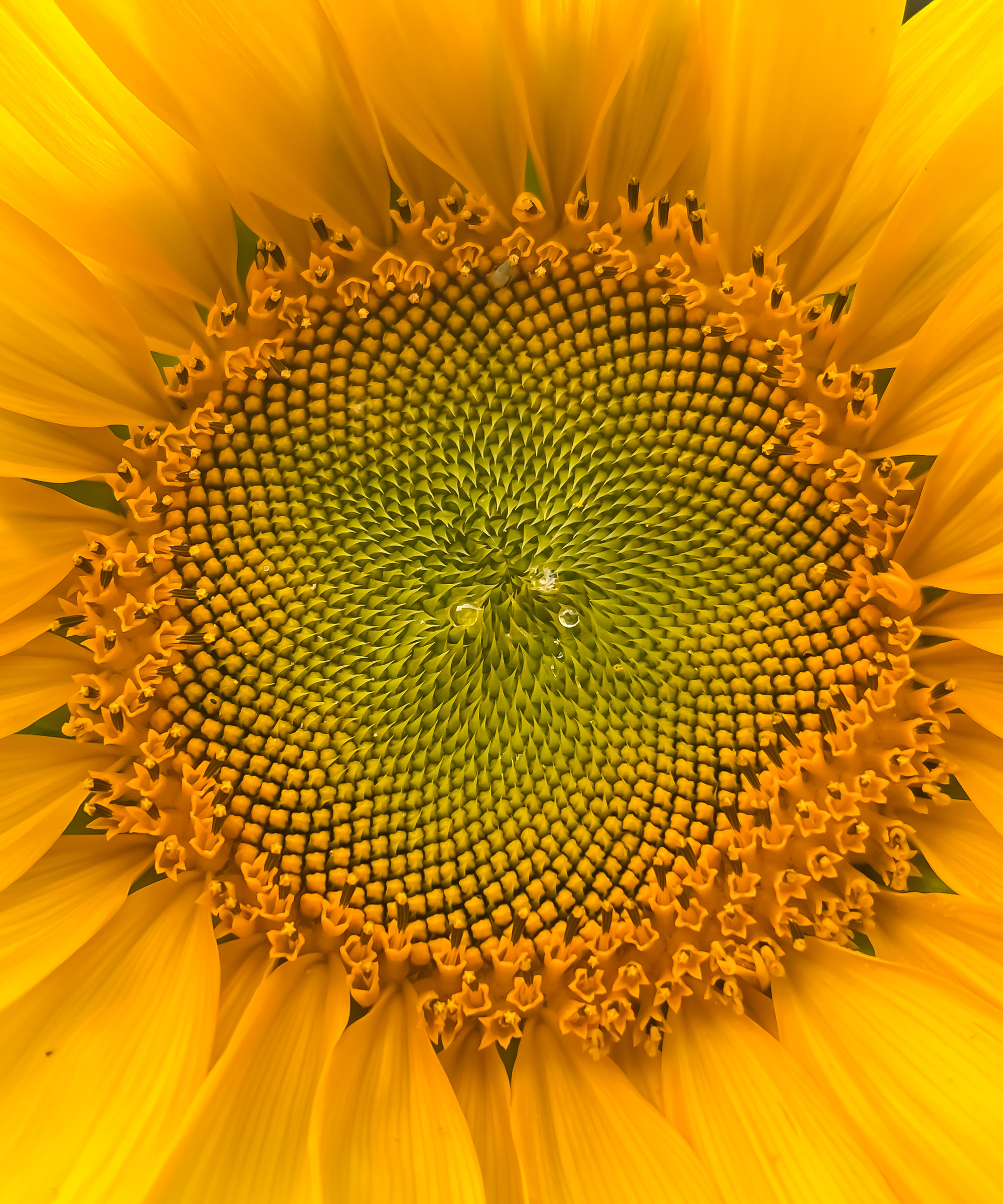 Bright yellow sunflower, showing the patterns in the centre of the flower