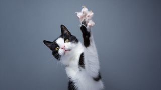 Why don't dogs claws retract like felines' do?
