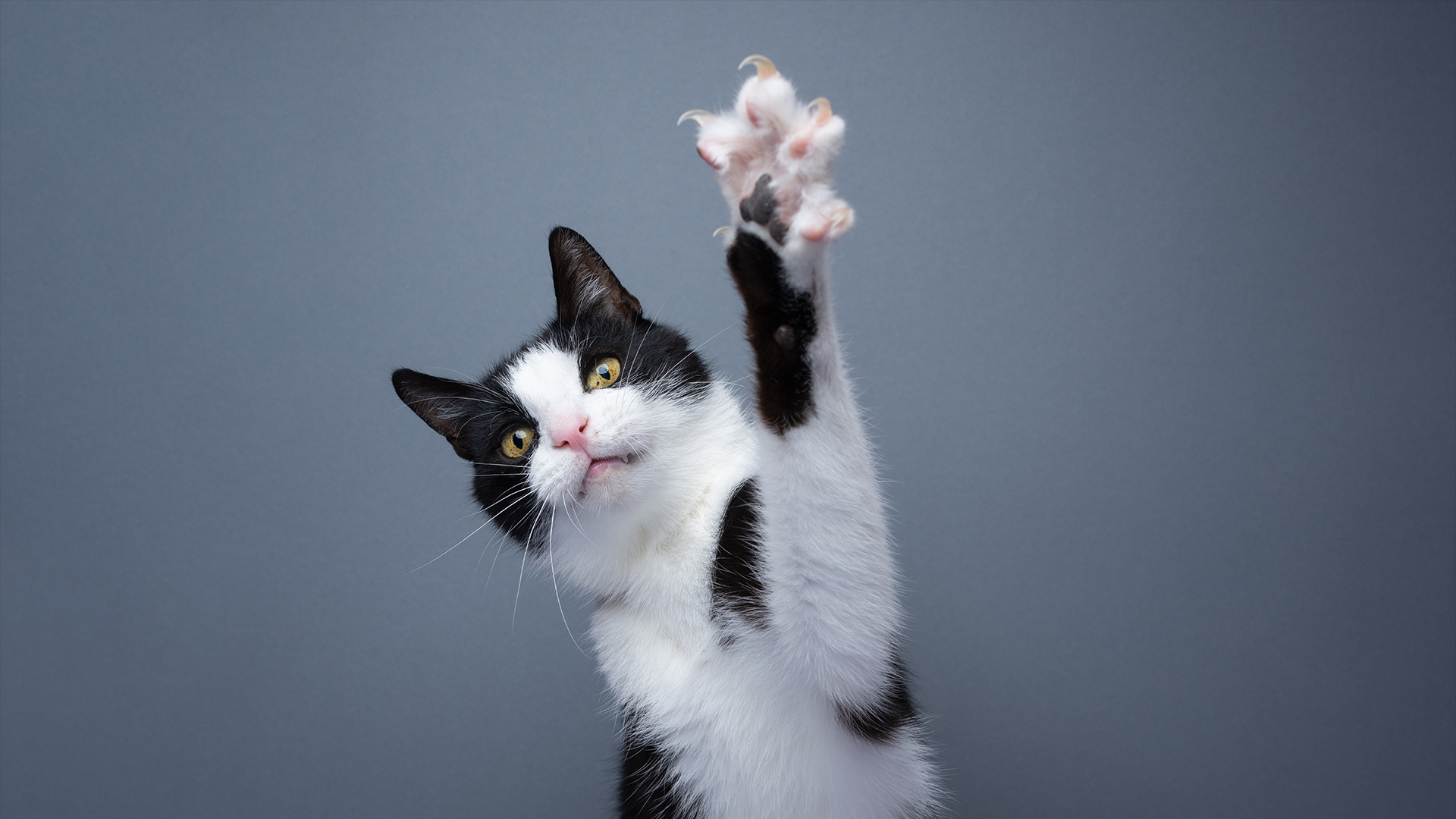 Why do cats' claws retract but dogs' claws don't? | Live Science