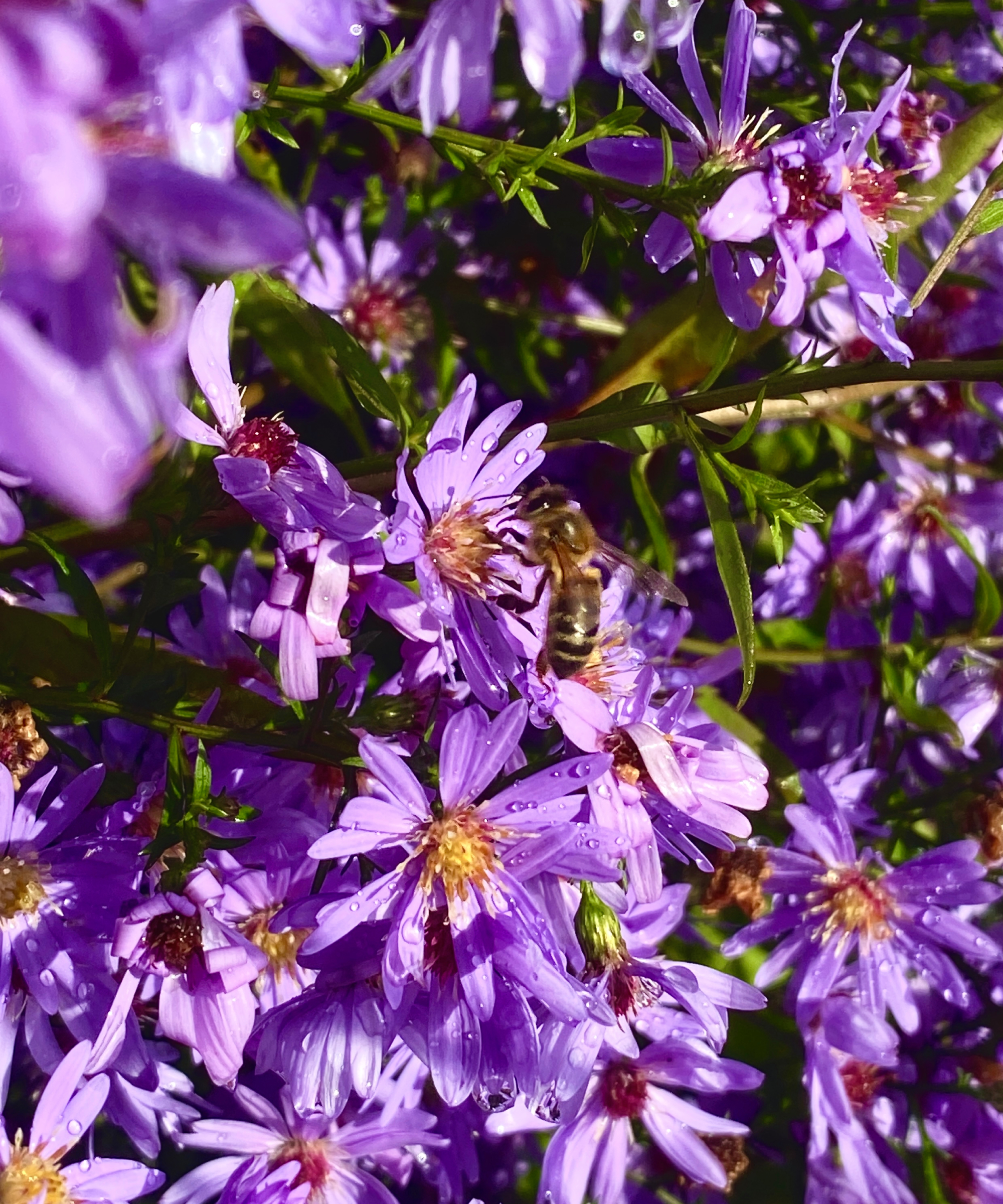 aster flowers with a bee feeding on nectar