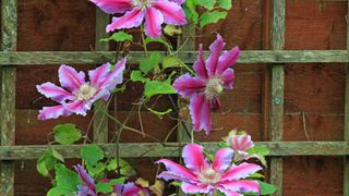 picture of climber plant on wooden trellis