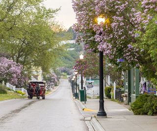 lilac displays at Mackinac Island