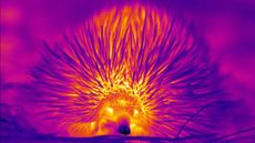 Here we see a heat map of an echidnas, with a hot head and a cool nose.