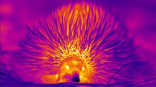 Here we see a heat map of an echidnas, with a hot head and a cool nose.
