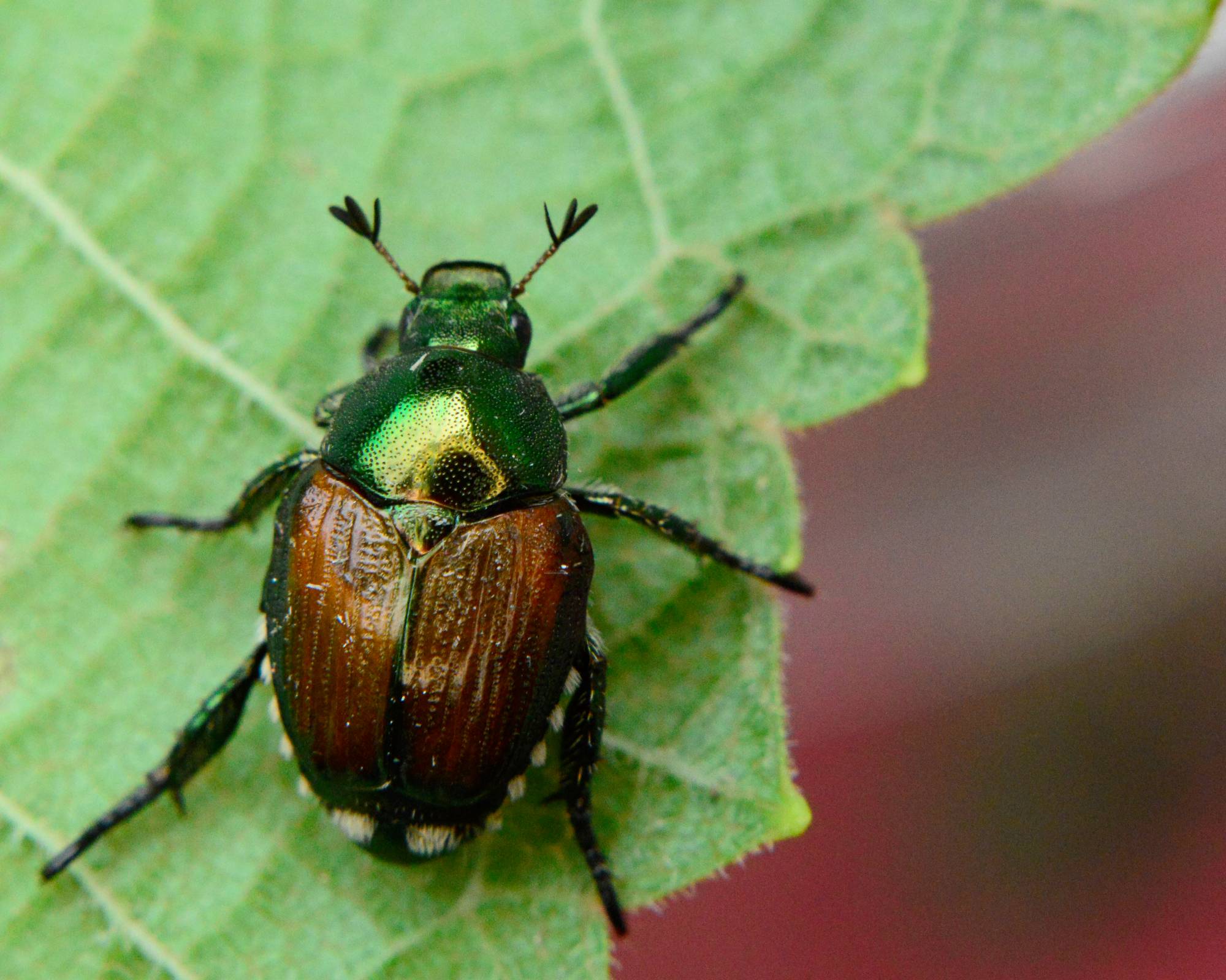 Japanese beetle on leaf