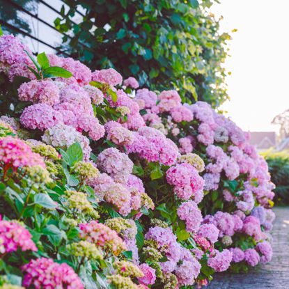 Pink mophead hydrangeas next to house