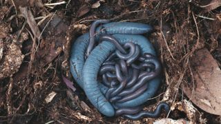 Female caecilian (Siphonops annulatus) with its offspring that have purple/blue pigmentation.