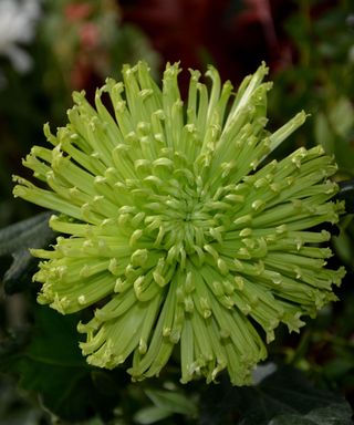 chrysanthemum 'Anastasia'