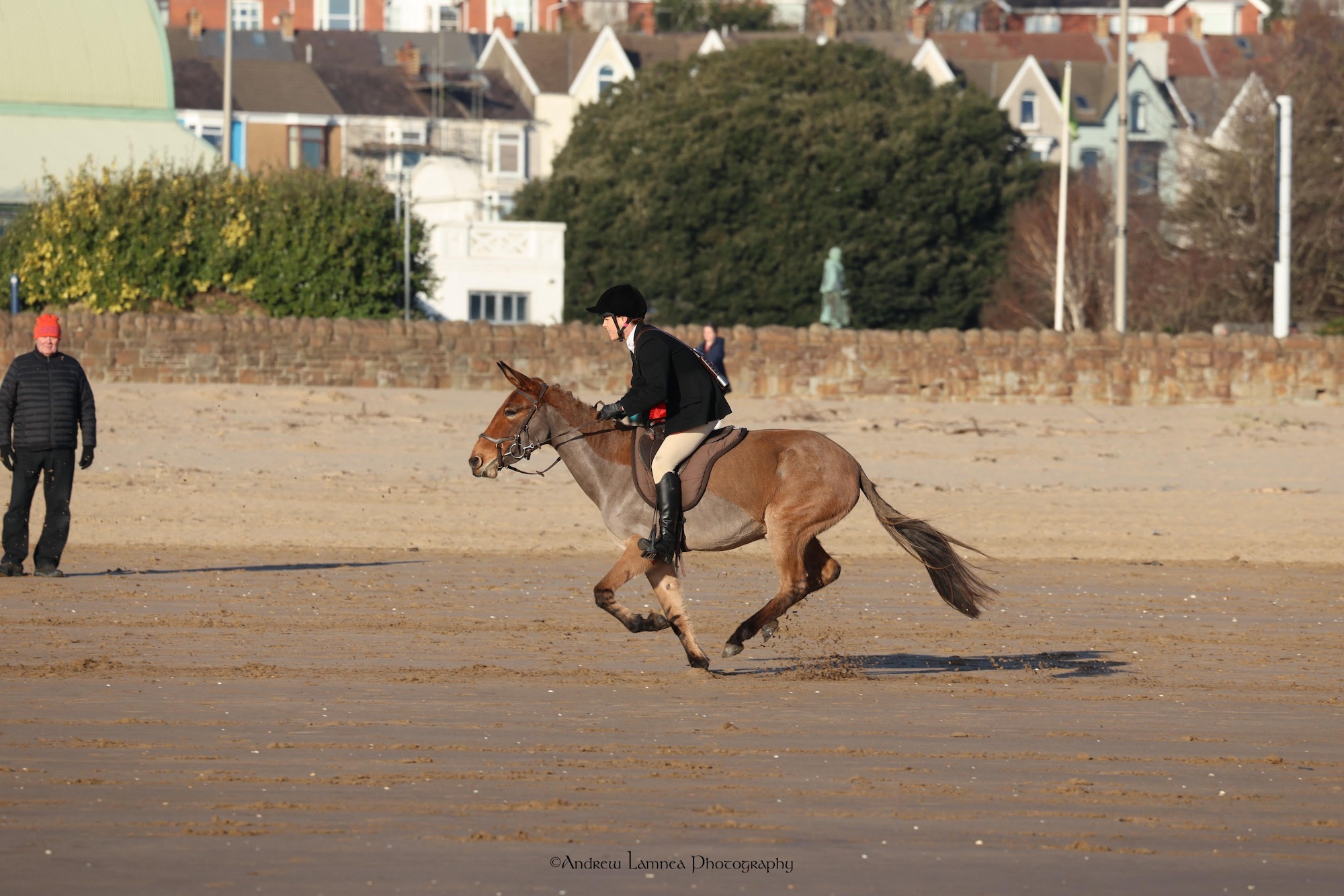 Joanna Lowes and Miley the mule out bloodhounding