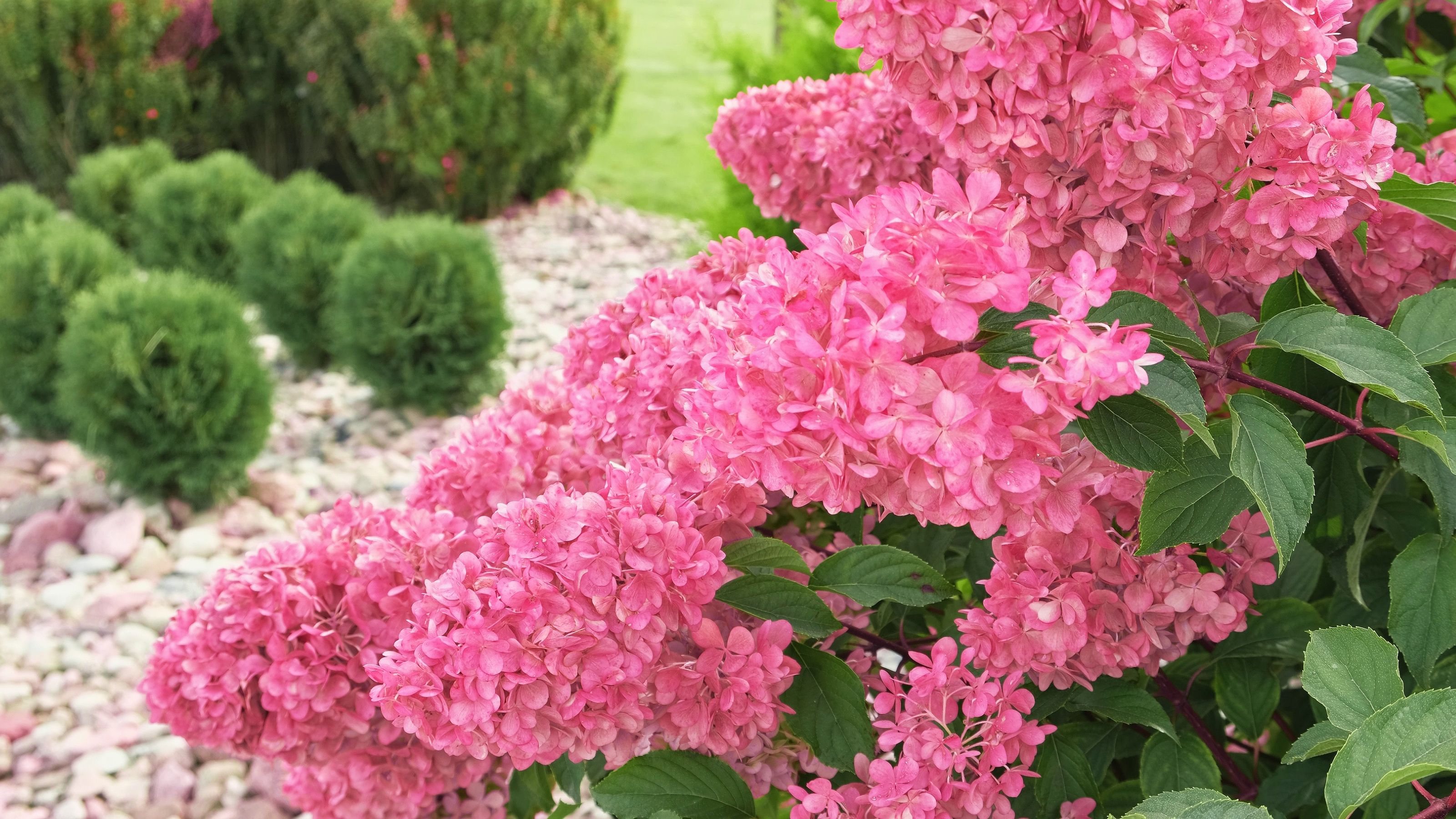 Magenta colored Hydrangea paniculata and conifer. 