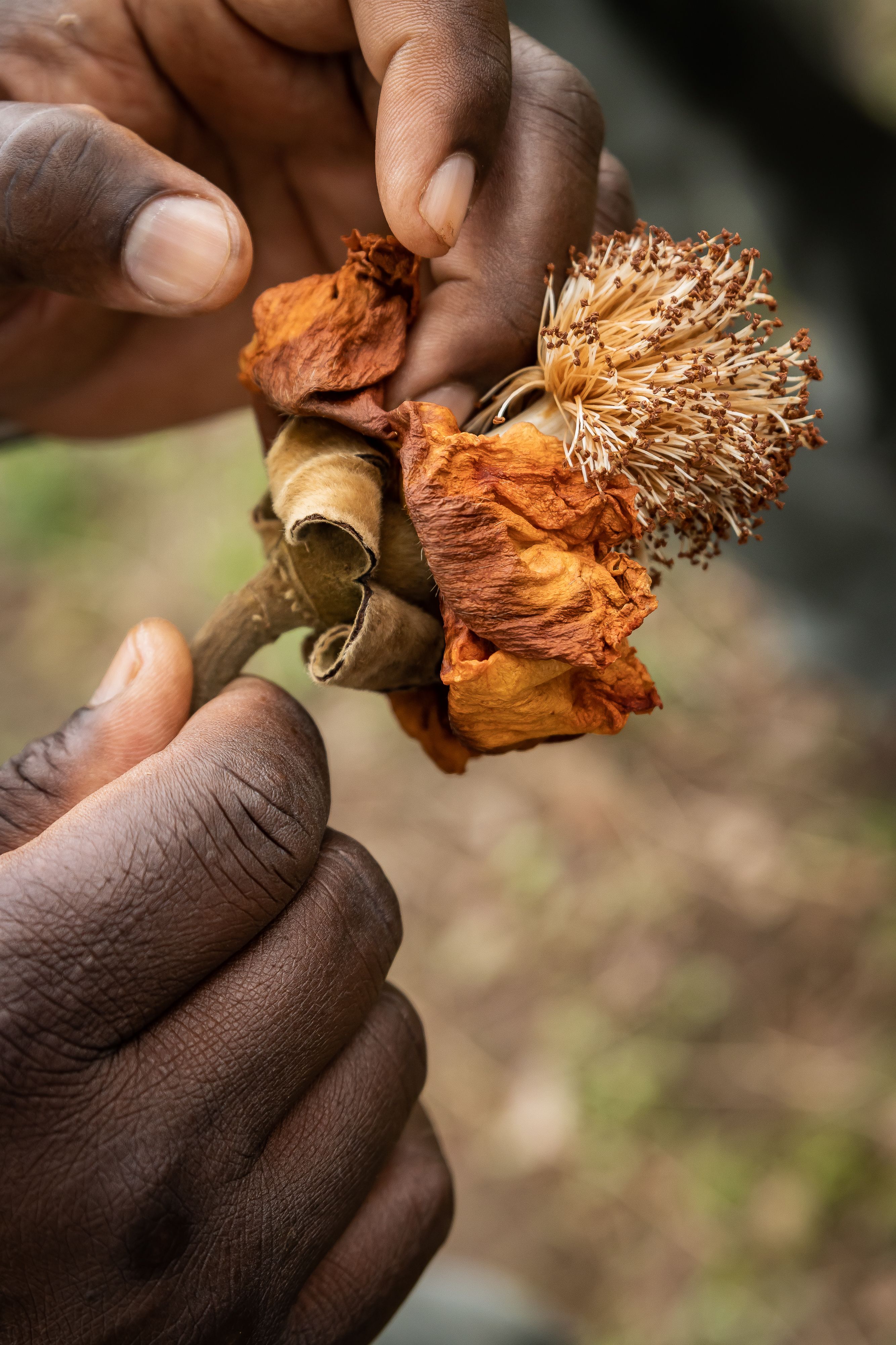 A series of sun-lit shots depicting the stunning wetland nature surrounding a luxury lodge resort.