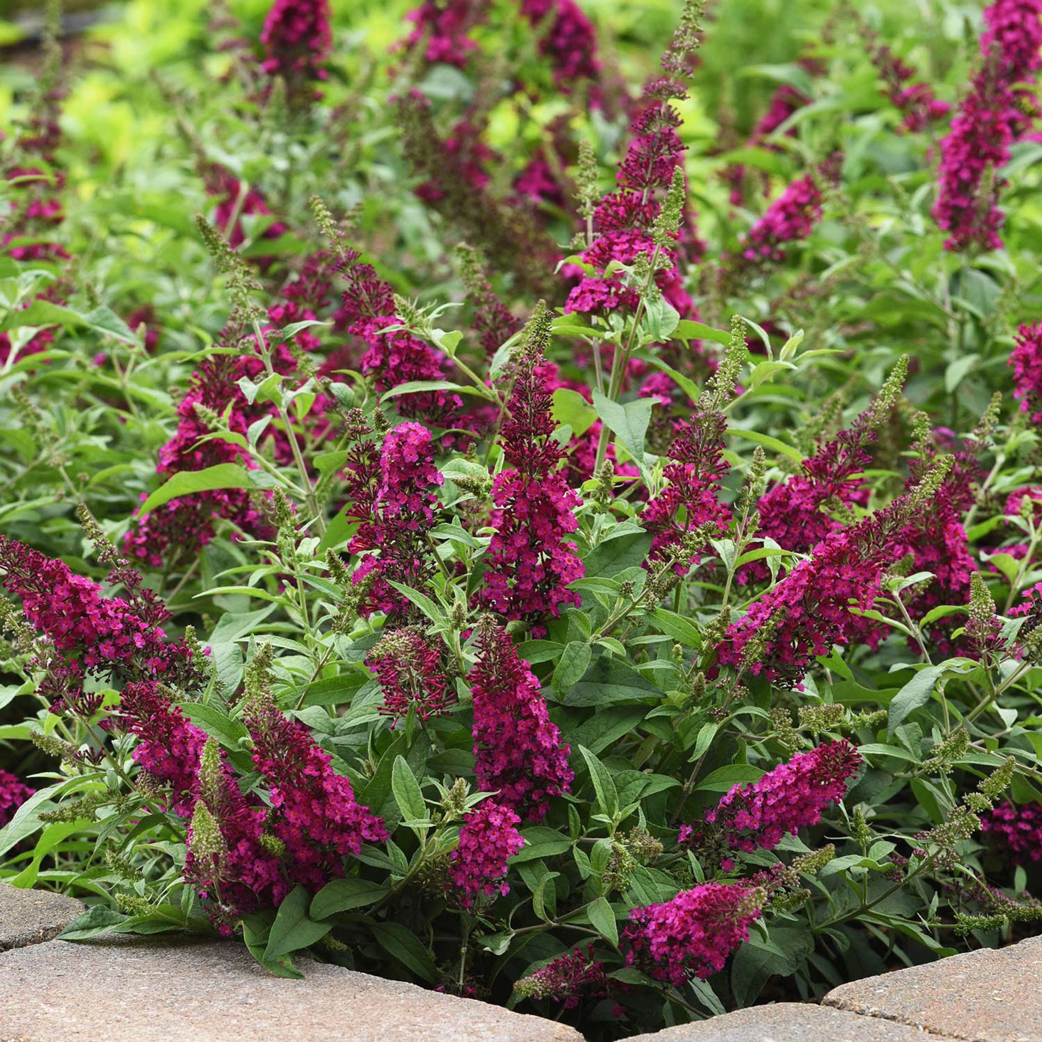 Chrysalis Cranberry&amp;#8203; Buddleia Plant
