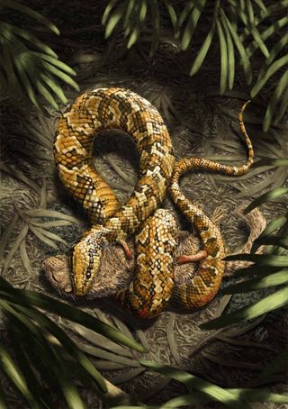 An artist's interpretation of the four-legged snake, dubbed Tetrapodophis amplectus, just after it caught a small mammal for its next meal.