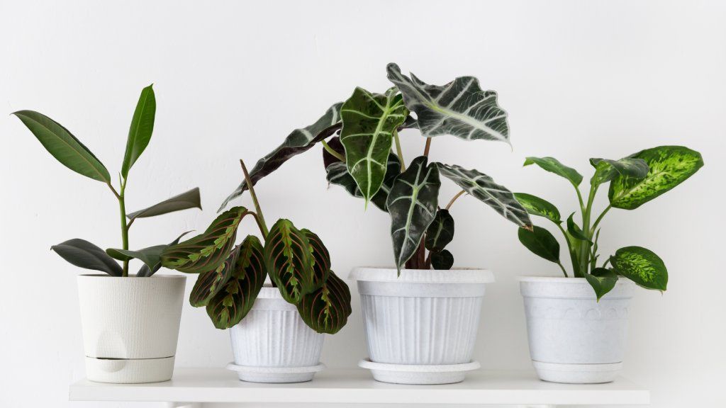 Four houseplants in white pots