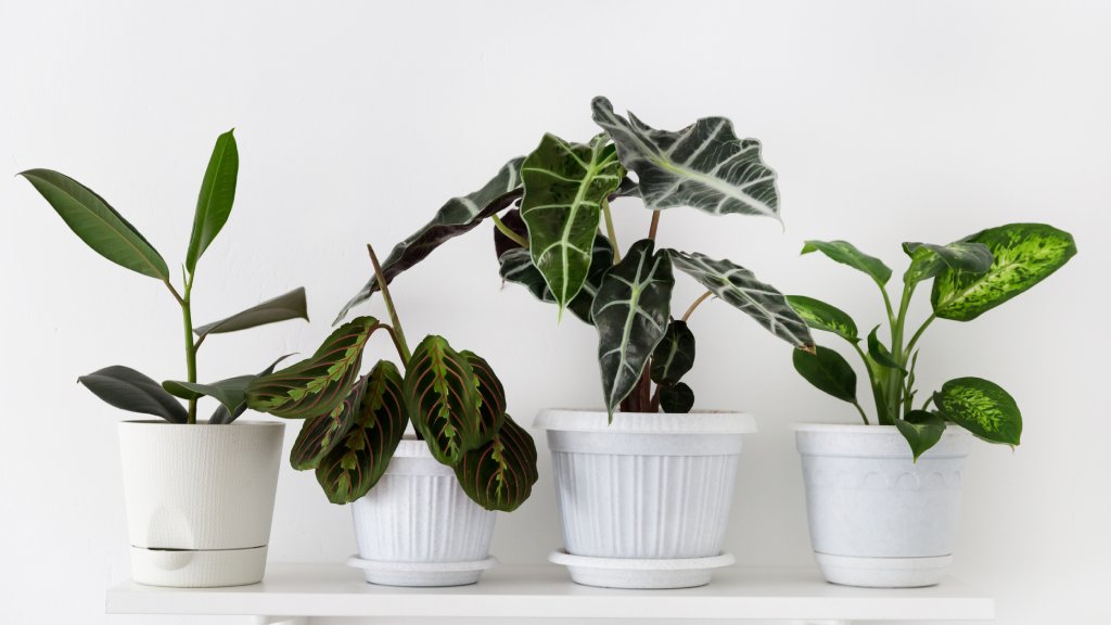 Do Indoor Plants Improve Air Quality? Why Some Experts Disagree ...