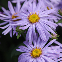 Aster&nbsp;×&nbsp;frikartii&nbsp;'Mönch' at Crocus