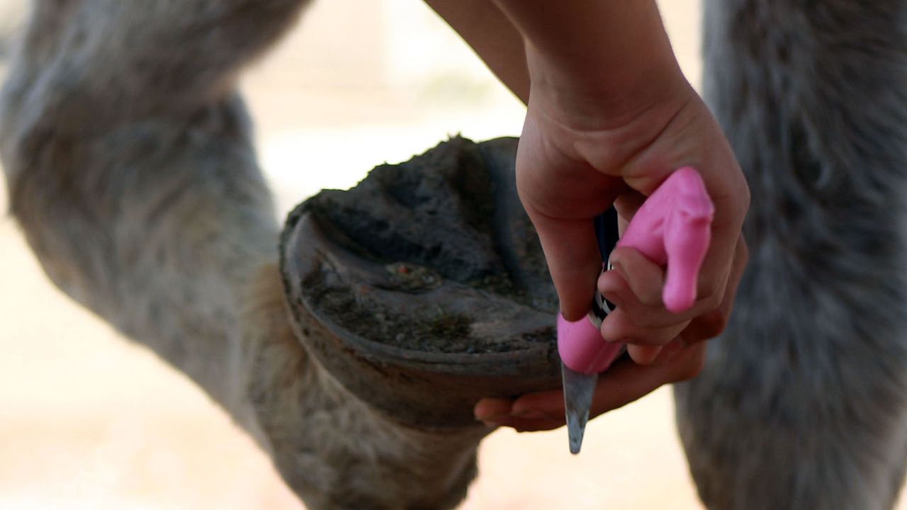 Early signs of thrush in a horse&amp;rsquo;s hoof