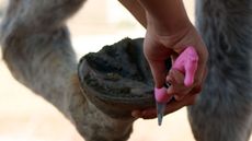 Early signs of thrush in a horse&rsquo;s hoof