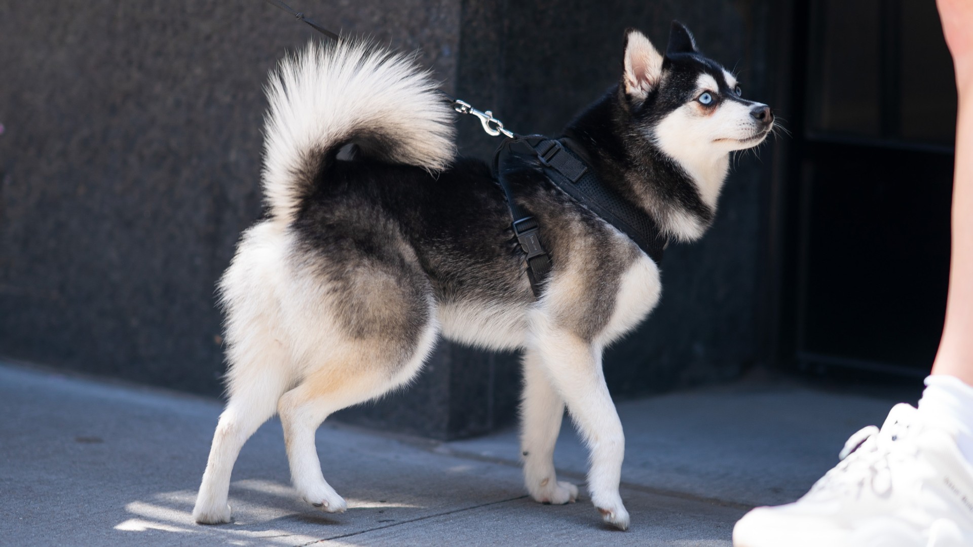 One of the most affectionate dog breeds, the Alaskan Klee Kai standing on the pavement