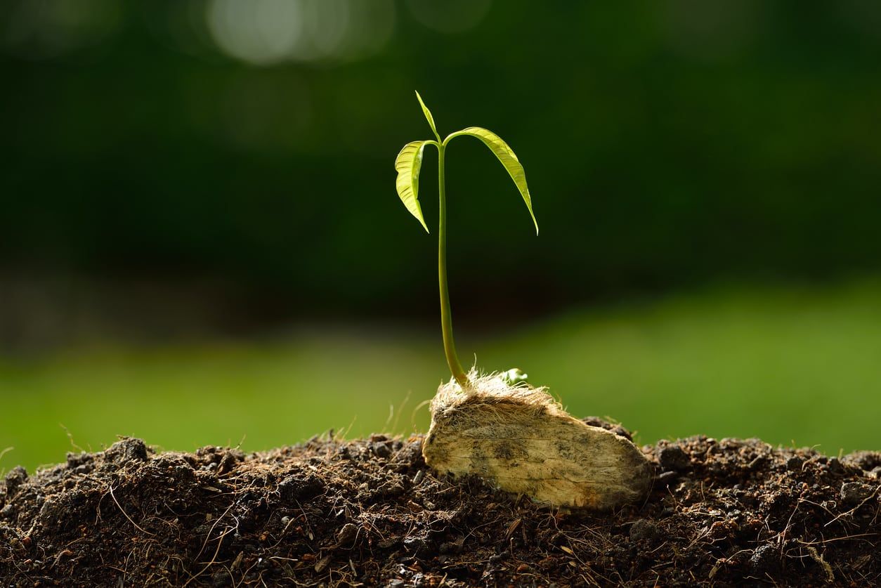 Mango Seed Sprouting