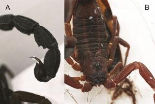 Close up view of the scorpions venom gland at the end of the tail (left); photograph of the front of the scorpion (right)