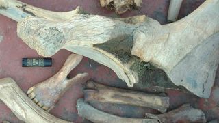 Photo of woolly mammoth bones