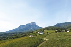 Vineyards in Apremont