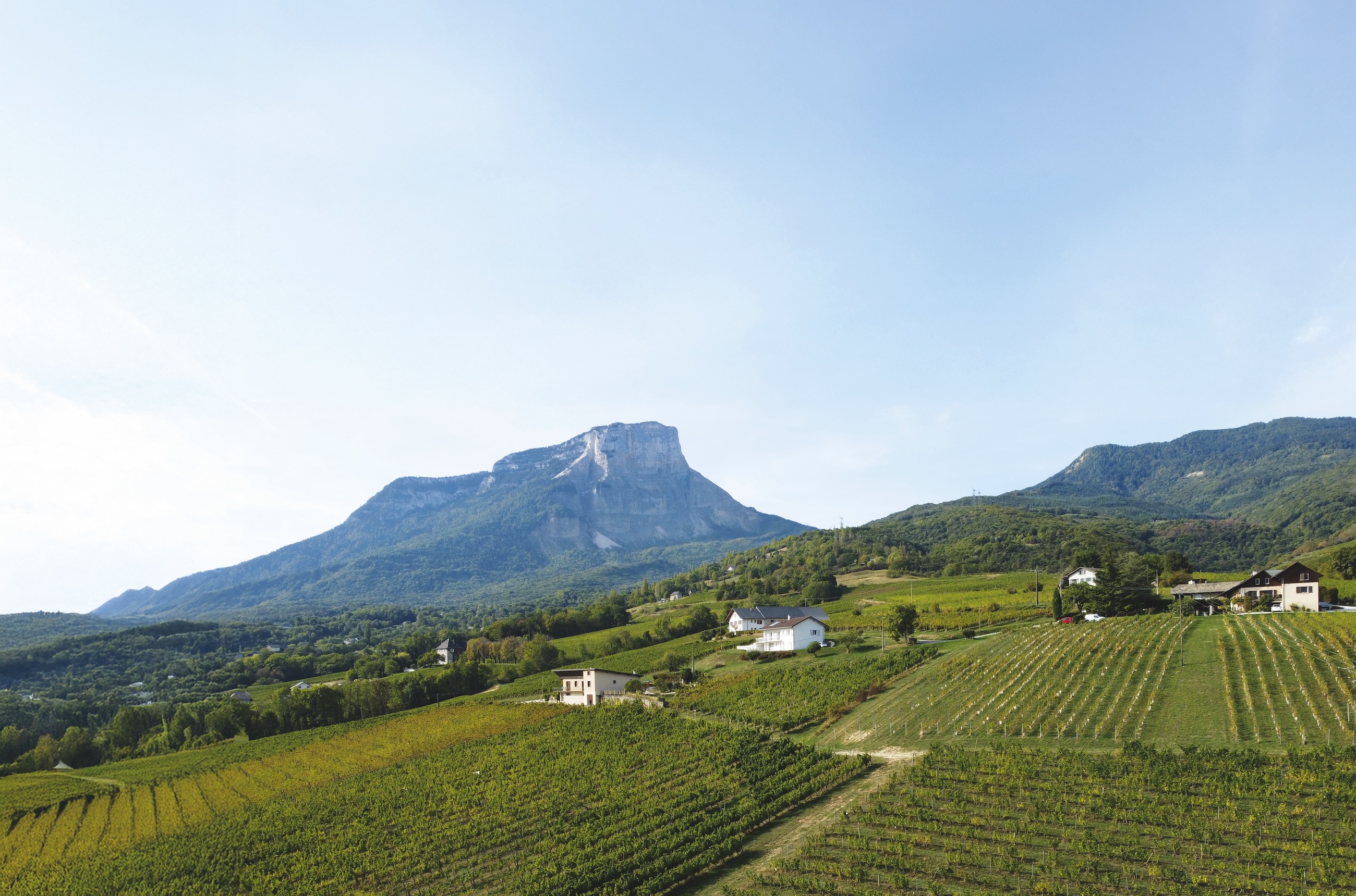 Vineyards in Apremont