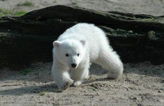 Knut at the zoo